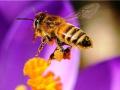 لدع النحل وعسله